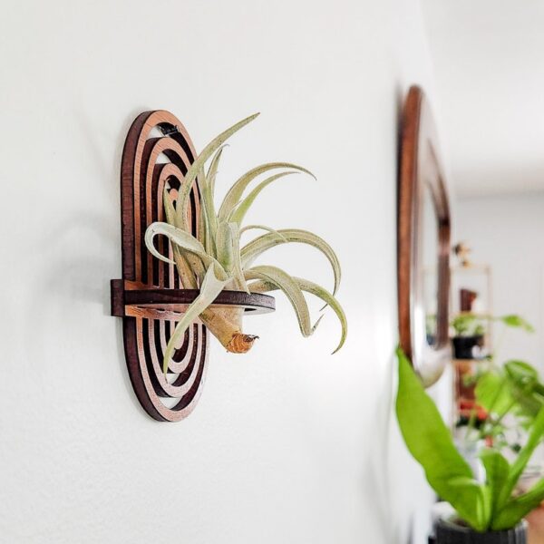 Wall Air Plant Holder Display (Hanging) - Air Plant Hanger - Boho Rainbow Wood Air Plant Wall Decor