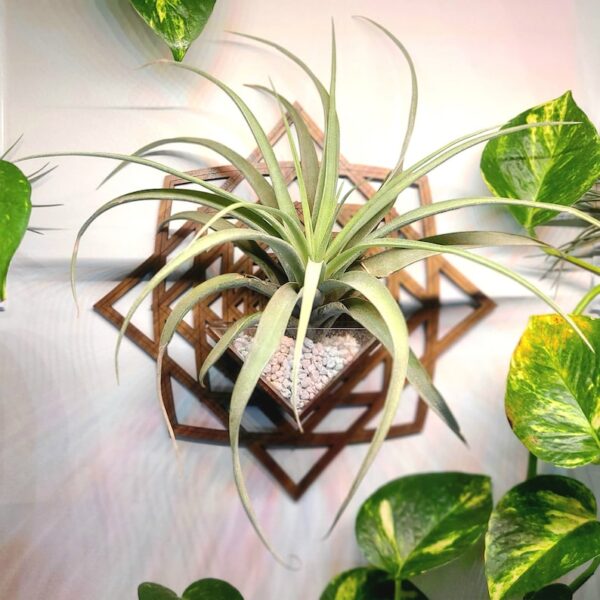 Air Plant Holder by Zento Store