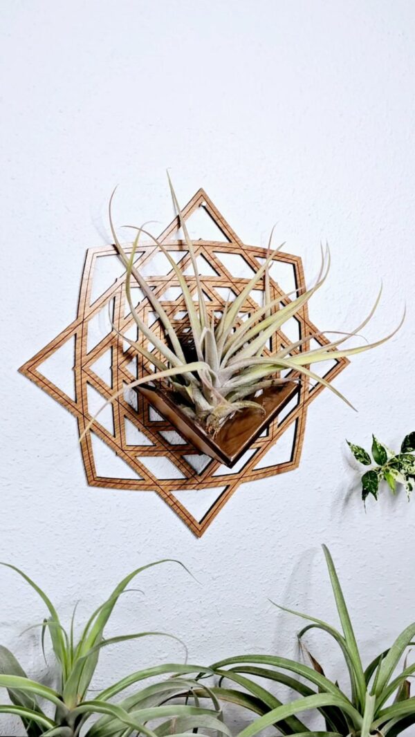 Air Plant Holder by Zento Store