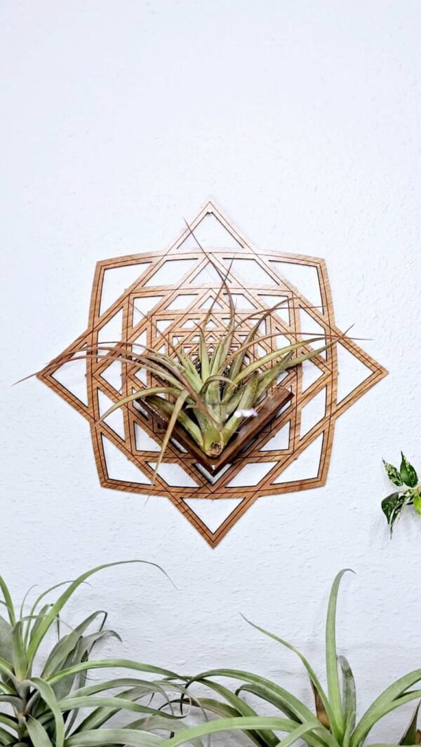 Air Plant Holder by Zento Store
